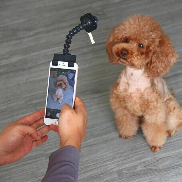 Lovely Pet Selfie Stick